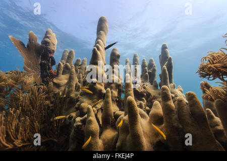 Close up de l'école de nage du poisson jaune autour du tube d'éponges, d'éponges, de ramification et d'éventails de mer sur coral reef Banque D'Images