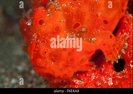 Poisson Grenouille peint en orange (Antennarius pictus) sur une éponge. Banque D'Images