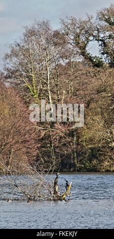 Voir des cormorans au lac de lierre, Blashford Lakes près de Ringwood, Hampshire Banque D'Images