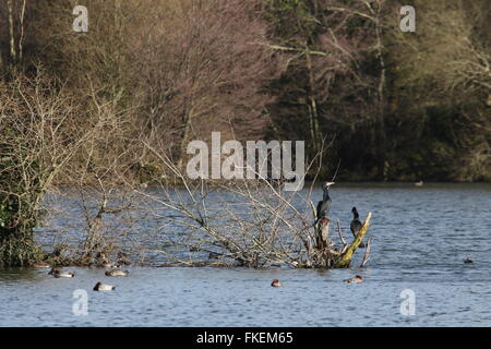 Voir des cormorans au lac de lierre, Blashford Lakes près de Ringwood, Hampshire Banque D'Images