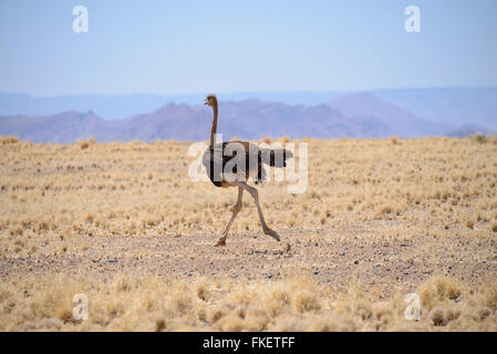 Autruche d'Afrique (Struthio camelus), Namibie Banque D'Images