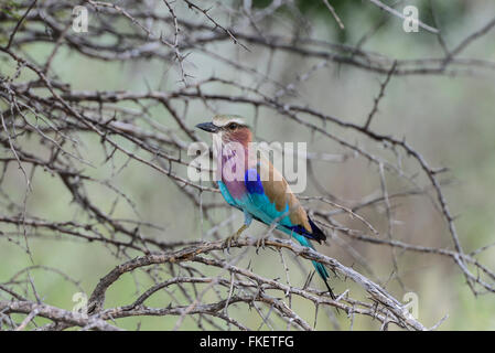 Lilac-breasted Roller (Coracias caudatus) perché sur la branche d'Acacia, Etosha National Park, Namibie Banque D'Images