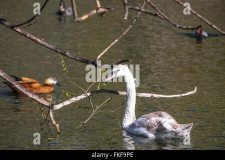 Cygne muet flottant sur l'eau calme sur le lac Banque D'Images