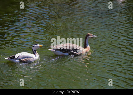 Chinese goose (Anser cygnoides) Banque D'Images