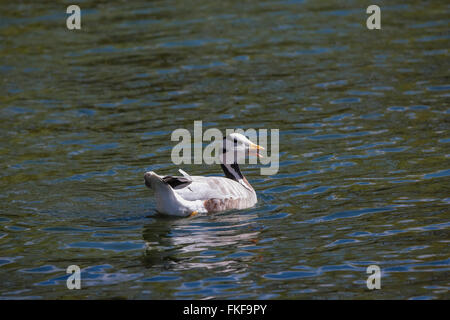 Chinese goose (Anser cygnoides) Banque D'Images