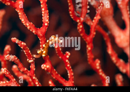 Le Raja Ampat hippocampe pygmée (Hippocampus denise) dans leurs gorgones gorgones. Banque D'Images