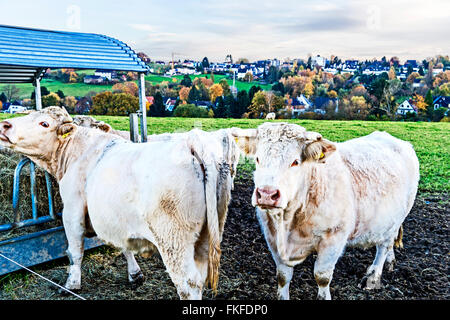 Les vaches en plein air, mâchonnant foin : Kuehe auf der Weide, heu fressend Banque D'Images