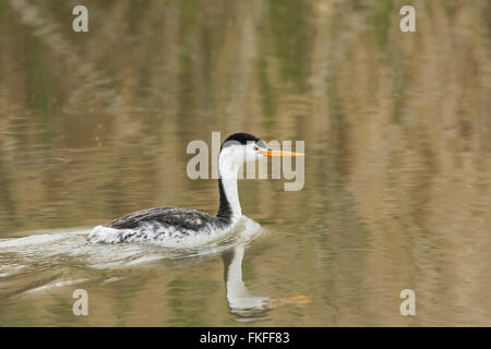 Plumage nuptial Clark's Grebe natation à Bear River Refuge d'oiseaux migrateurs, de l'Utah Banque D'Images