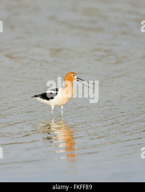 L'Avocette d'hommes debout dans l'eau tout en appelant sa sœur. Refuge d'oiseaux migrateurs de la rivière de l'ours, de l'Utah au printemps. Banque D'Images