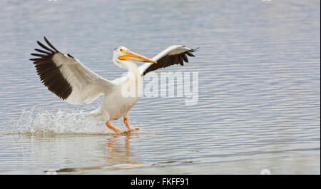 Pélican blanc d'atterrissage sur l'eau à porter, Refuge d'oiseaux migrateurs de la rivière au printemps de l'Utah Banque D'Images