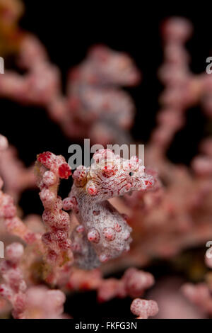 Hippocampe pygmée dans fancoral (Hippocampus bargibanti). Banque D'Images