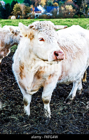 Les vaches en plein air, mâchonnant foin : Kuehe auf der Weide, heu fressend Banque D'Images