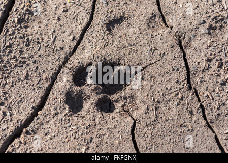 En piste Coyote Oregon's Wenaha River Canyon. Banque D'Images