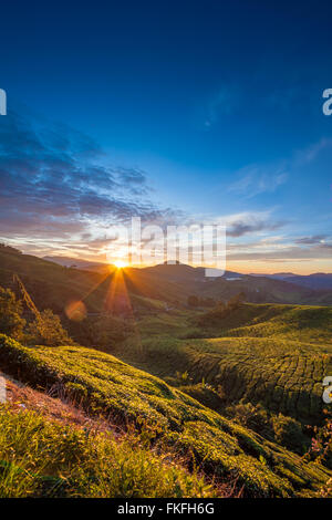 Lever tôt le matin plus vallonné plantation de thé en Cameron Highlands, Pahang, Malaisie l'échelle verticale. Banque D'Images