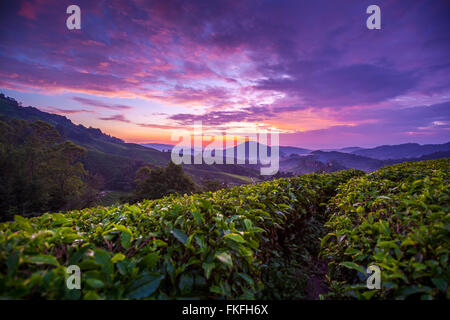 L'aube pourpre coloré aube sur Sungai Palas plantation de thé en Cameron Highlands, Pahang, Malaisie. Banque D'Images