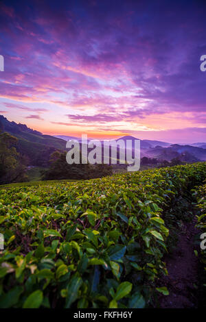 L'aube pourpre coloré aube sur Sungai Palas plantation de thé en Cameron Highlands, Pahang, Malaisie. Banque D'Images