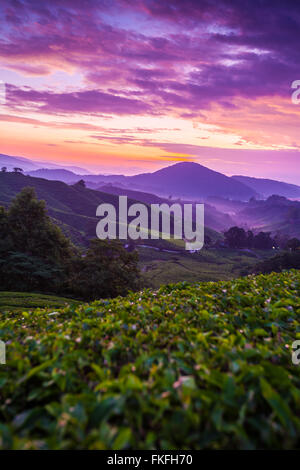 L'aube pourpre coloré aube sur Sungai Palas plantation de thé en Cameron Highlands, Pahang, Malaisie. Banque D'Images