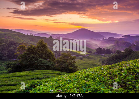 Lever du soleil sur l'aube brumeuse Sungai Palas plantation de thé en Cameron Highlands, Pahang, Malaisie. Banque D'Images