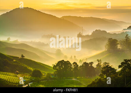 Rayons de soleil brumeux sur la plantation de thé à Sungai Palas, Cameron Highlands, Pahang, Malaisie. Banque D'Images