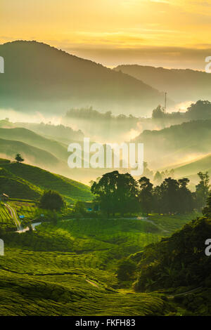 Rayons de soleil brumeux sur la plantation de thé à Sungai Palas, Cameron Highlands, Pahang, Malaisie. Banque D'Images