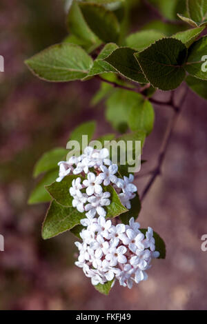 Bitchiu ou Viorne Viburnum Viburnum bitchiuense Yeddo, Banque D'Images