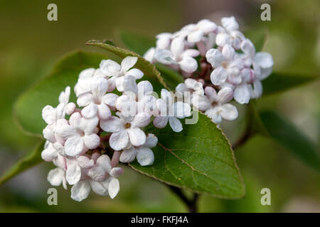 Bitchiu ou Viorne Viburnum Viburnum bitchiuense Yeddo, Banque D'Images