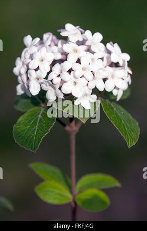 Bitchiu ou Viorne Viburnum Viburnum bitchiuense Yeddo, Banque D'Images