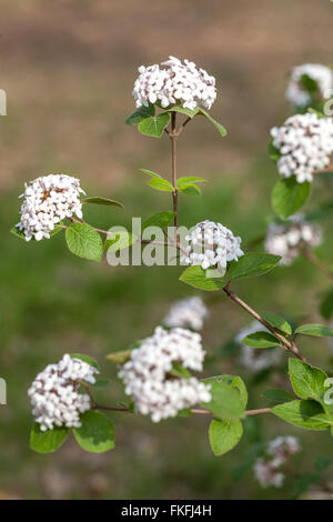 Bitchiu ou Viorne Viburnum Viburnum bitchiuense Yeddo, Banque D'Images