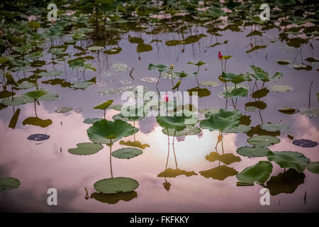 Fleurs d'eau en été Banque D'Images