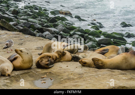 Les lions de mer regroupés et dormir sur des rochers avec des roches couvertes d'algues vertes en arrière-plan Banque D'Images