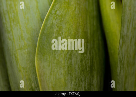 Les feuilles des tulipes avec une approche macro détail Banque D'Images