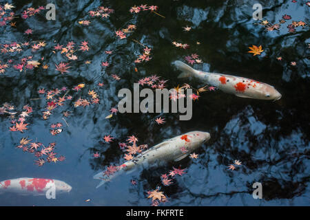 Dans Koi étang au Temple Eikando à Kyoto, Japon Banque D'Images