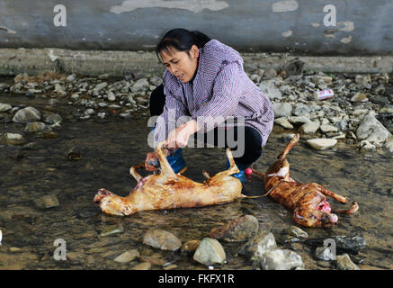 Une femme chinoise un lavage chien dépecé avant de préparer un ragoût de chien. Banque D'Images