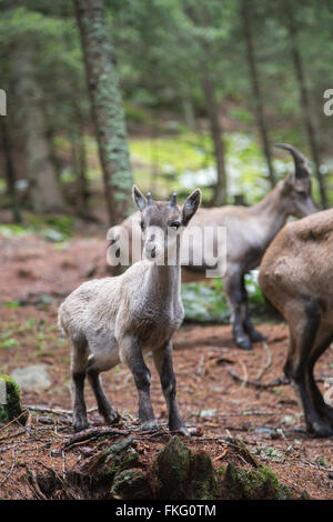 Bébé, Bouquetin des Alpes Capra ibex, avec le troupeau derrière Banque D'Images