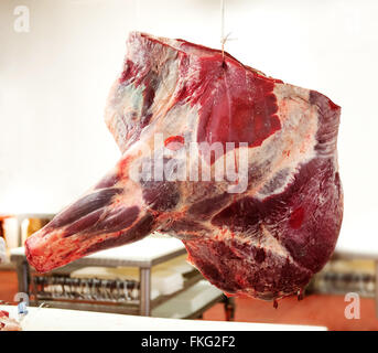Une portion de viande musculaire rouge quartier avant accroché sur une chaîne dans une boucherie près de table blanc Banque D'Images