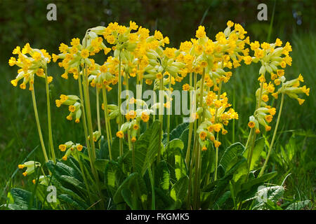 Coucou bleu (Primula veris) grand groupe de plantes jaune avec des feuilles velues vert à la base. Prises en format paysage. Banque D'Images