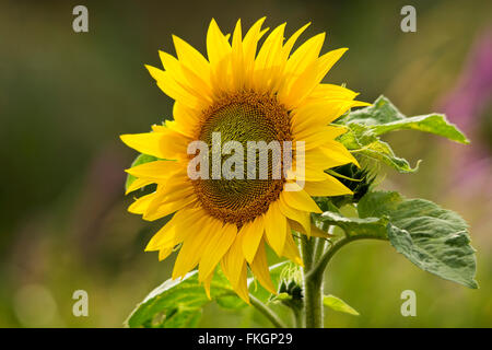 Sun Flower (Helianthus annuus) grande grande plante à fleurs jaune vif avec des feuilles en forme de coeur vert. Soft focus fond vert au format paysage. Banque D'Images