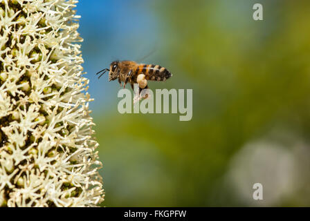 Abeille en vol sur les fleurs de l'herbe, Xanthorrhoea, avec le pollen sur ses jambes Banque D'Images