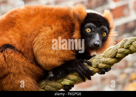La gélinotte rouge escalade lemur corde épaisse. Manteau orange rouge jaune lumineux yeux visage noir pieds et mains. Contrastant avec le paysage en arrière-plan flou. Banque D'Images