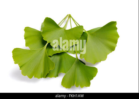 Le Ginkgo biloba feuilles isolées sur fond blanc Banque D'Images