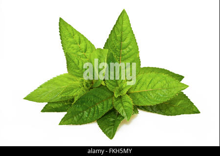 Feuilles de menthe poivrée isolated on white Banque D'Images