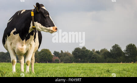 Dutch Vache noir et blanc dans une prairie d'herbe Banque D'Images