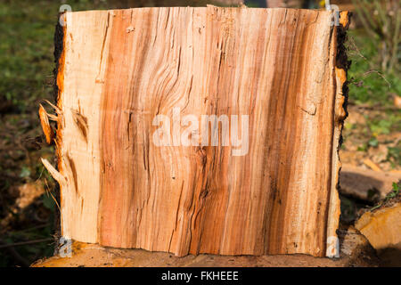 Close-up of a split apple tree log Banque D'Images