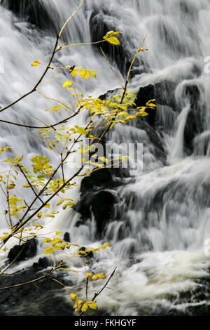 L'eau qui coule à Swallow Falls, Betws-Y-Coed Banque D'Images