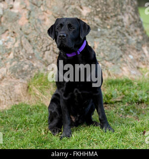 Chien labrador noir Banque D'Images