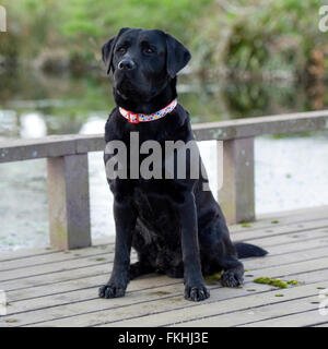 Chien labrador noir Banque D'Images