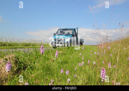 La commune orchidées poussent sur un bord de la route dans le parc national de Peak District, près de Sheffield, Angleterre Royaume-uni - Juin Banque D'Images