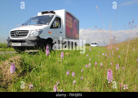 La commune orchidées poussent sur un bord de la route dans le parc national de Peak District, près de Sheffield, Angleterre Royaume-uni - Juin Banque D'Images