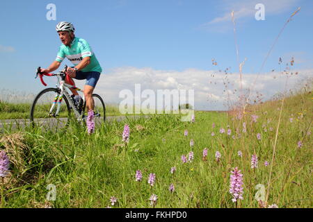 A senior male road cyclist passe orchidées sauvages poussant dans un bord de la route dans le Peak District près de Sheffield England UK Banque D'Images