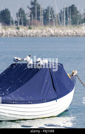 Siège d'oiseaux sur le bateau Banque D'Images